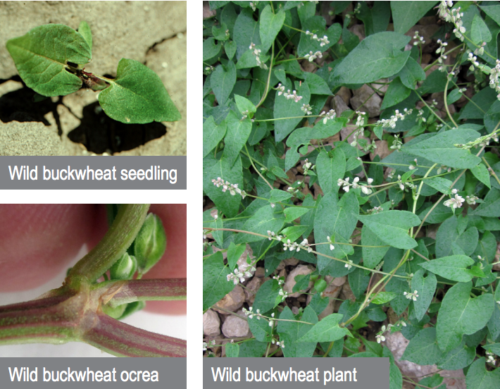 Guide to Common Wisconsin Weeds